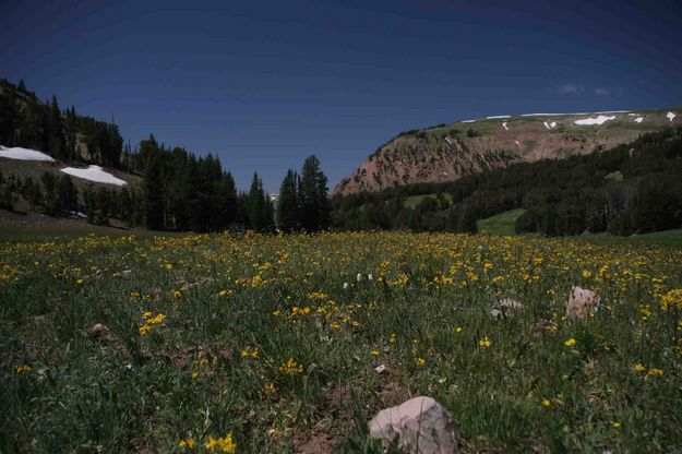 Lunch Creek Meadows Flowers. Photo by Dave Bell.