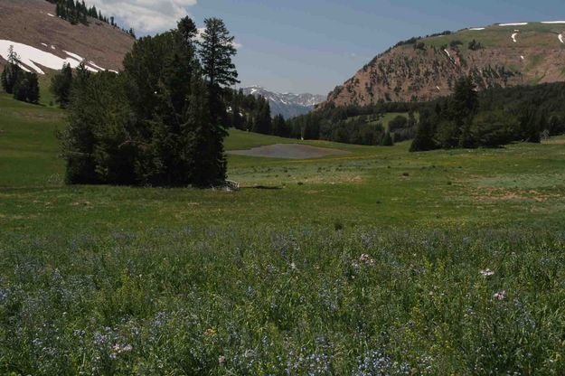 Lunch Creek Meadows Scenery. Photo by Dave Bell.