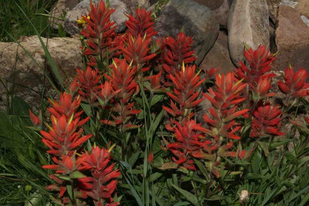 Indian Paintbrush. Photo by Dave Bell.