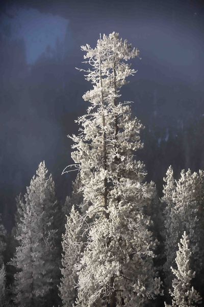 Well Lit Lodgepole. Photo by Dave Bell.