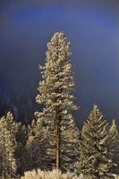 Frosty Lodgepole. Photo by Dave Bell.