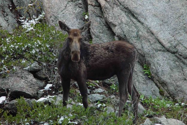 Protective Moose. Photo by Dave Bell.