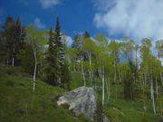 Blue Sky and Green Aspens. Photo by Dave Bell.