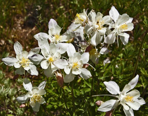 Columbine Cluster. Photo by Dave Bell.