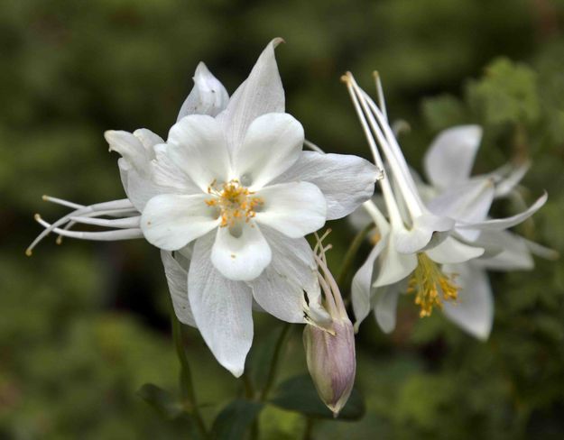 Beautiful Columbine. Photo by Dave Bell.