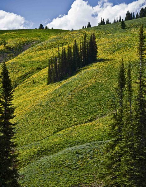 Yellow Hillsides. Photo by Dave Bell.