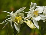 Columbine. Photo by Dave Bell.