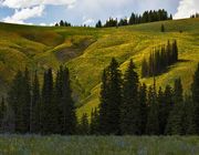 Yellow Hillsides. Photo by Dave Bell.