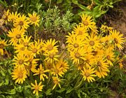 Intense Balsam Root Yellow. Photo by Dave Bell.