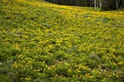 Yellow Carpet. Photo by Dave Bell.