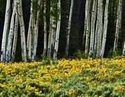 Aspen And Balsam Root. Photo by Dave Bell.