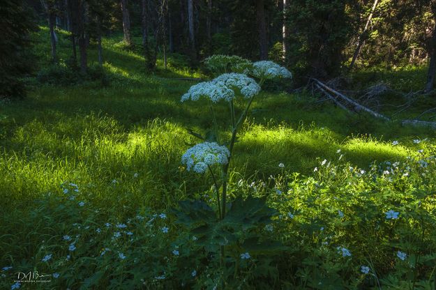 Cow Parsnip. Photo by Dave Bell.