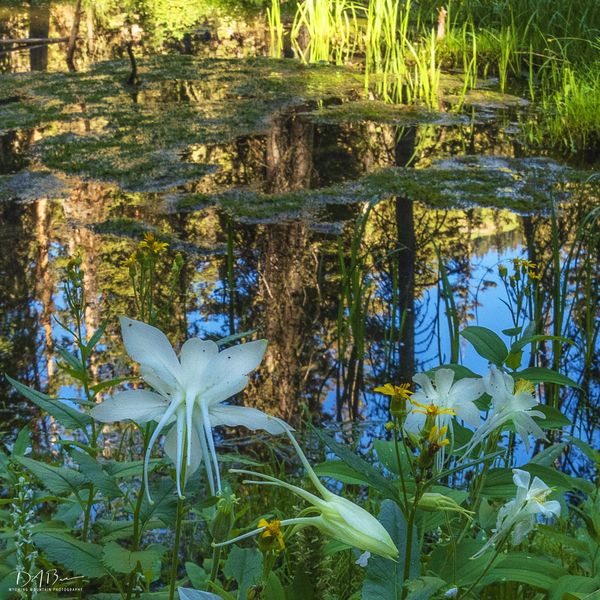 Reflecting Pond. Photo by Dave Bell.