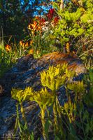 Summer Flowers. Photo by Dave Bell.