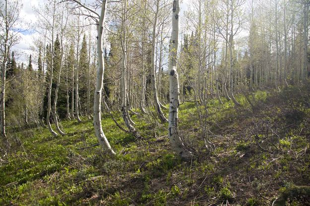 Bent Trunk Aspen Grove. Photo by Dave Bell.