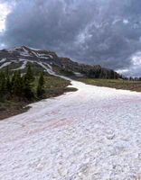 McDougall Snowfield Chute. Photo by Dave Bell.