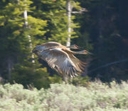 Sandhills In Flight. Photo by Dave Bell.