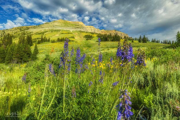 Purple Flowers. Photo by Dave Bell.