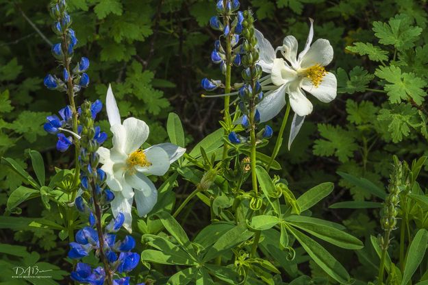 Lupine And Columbine. Photo by Dave Bell.