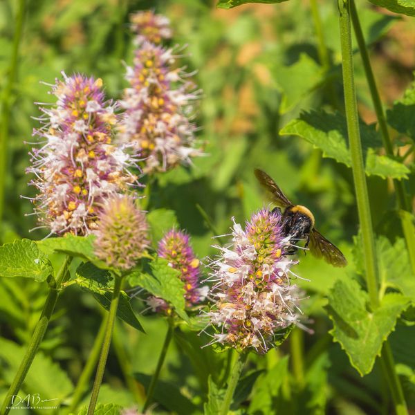 Super Pollinators. Photo by Dave Bell.