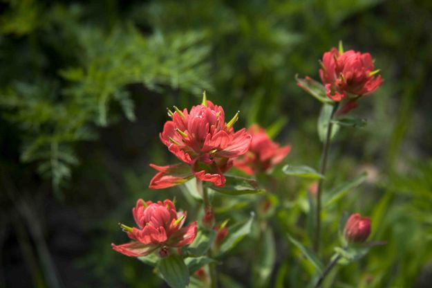 Indian Paintbrush. Photo by Dave Bell.