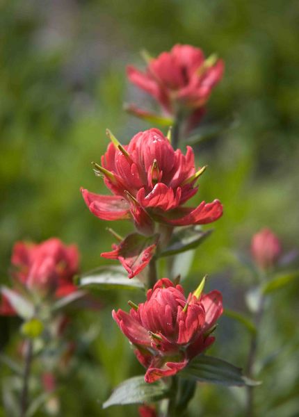 Indian Paintbrush. Photo by Dave Bell.