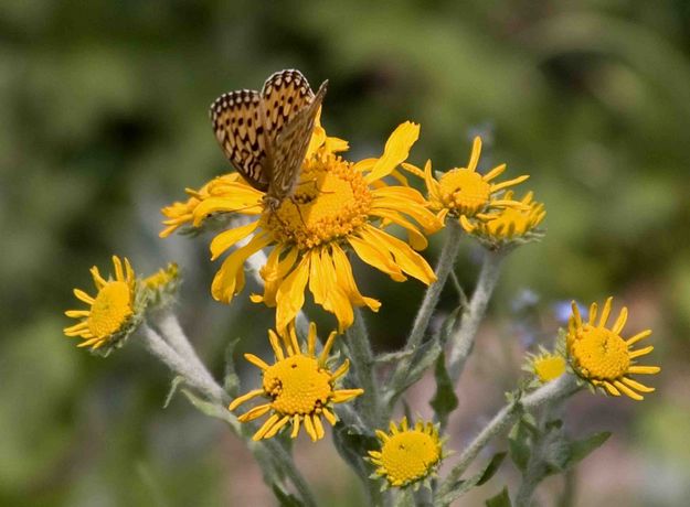 Butterfly On Golden Yarrow. Photo by Dave Bell.