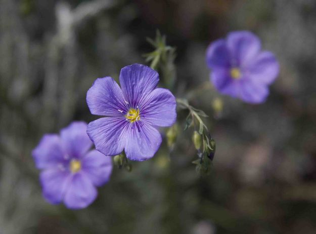 Western Blue Flax. Photo by Dave Bell.