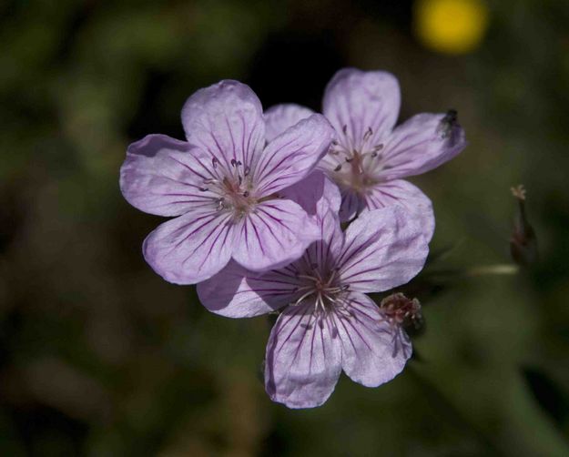 Sticky Geranium. Photo by Dave Bell.