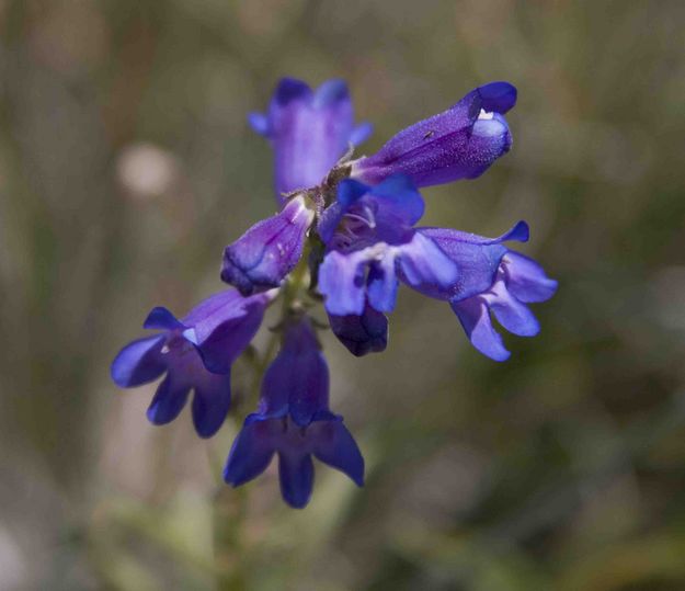 Larkspur. Photo by Dave Bell.