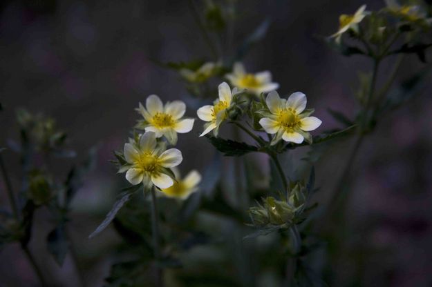 Globeflower. Photo by Dave Bell.