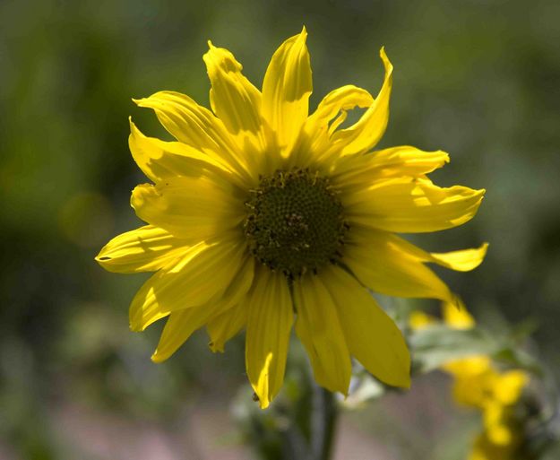 Common Sunflower. Photo by Dave Bell.