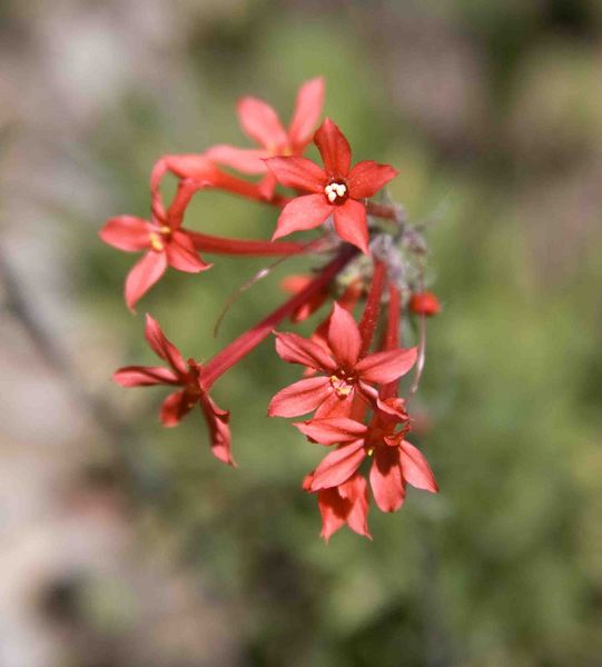 California Fuchsia. Photo by Dave Bell.