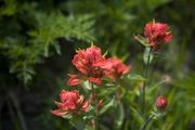 Indian Paintbrush. Photo by Dave Bell.