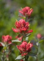 Indian Paintbrush. Photo by Dave Bell.