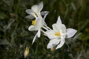 Three Columbine. Photo by Dave Bell.