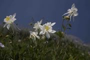 Columbine Against The Sky. Photo by Dave Bell.