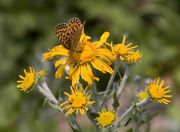 Butterfly On Golden Yarrow. Photo by Dave Bell.