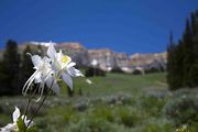 Columbine and McDougal. Photo by Dave Bell.