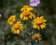 Golden Yarrow. Photo by Dave Bell.