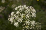 Cow Parsnip. Photo by Dave Bell.