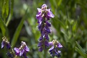 Western Sweetvetch. Photo by Dave Bell.