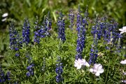 Lupine. Photo by Dave Bell.