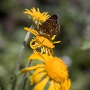 Butterfly. Photo by Dave Bell.