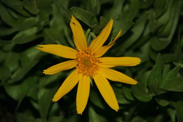 Yellow Buttercup. Photo by Dave Bell.