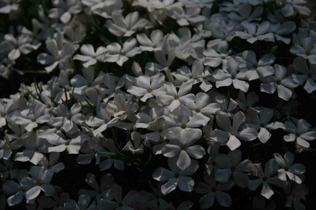 White Flower Carpet. Photo by Dave Bell.