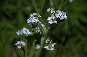 Blue Flowers. Photo by Dave Bell.