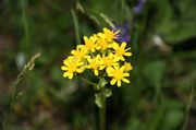 Yellow Flowers. Photo by Dave Bell.