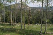 View On Scab Creek Trail. Photo by Dave Bell.