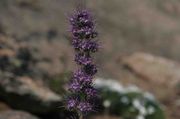 Hairy Purple Flower. Photo by Dave Bell.